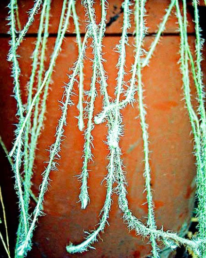 Grija pentru Nephrolepis la domiciliu (de ingrijire) Grija pentru Nephrolepis la domiciliu