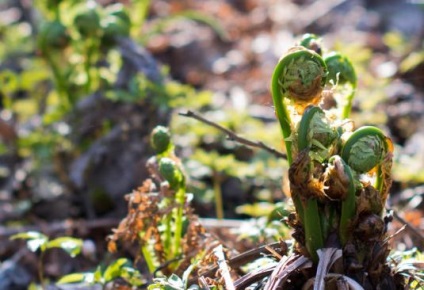Îngrijire la Nephrolepis acasă (Nephrolepis creste bine) Grija pentru Nephrolepis la domiciliu