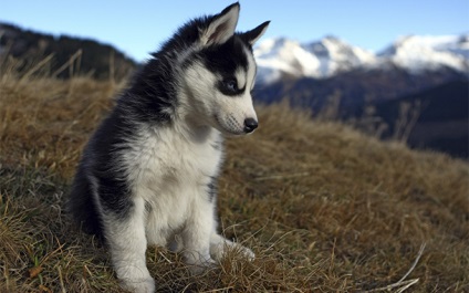 Grija pentru un Husky catelus (pup) Grija pentru un catelus Husky