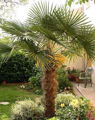 hamerops Care, greenhome (hamerops reproducere) Îngrijire hamerops, greenhome