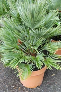 Îngrijire hamerops, greenhome (îngrijire hamerops) Îngrijire hamerops, greenhome