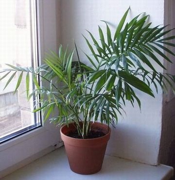 Îngrijire hamerops, greenhome (îngrijire hamerops) Îngrijire hamerops, greenhome