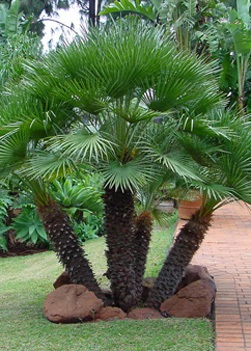 Îngrijire hamerops, greenhome (îngrijire hamerops) Îngrijire hamerops, greenhome