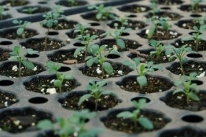 plantare, îngrijire și soiurile Rue (plantare și îngrijire Rue) plantare, îngrijire și soiurile Rue