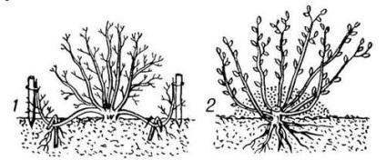 Reproducerea vegetativa (Smirnov Boris Aleksandrovich) clonarea