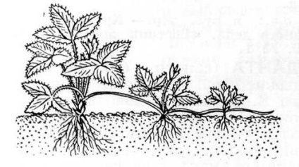Reproducerea vegetativa (reproducere) clonarea