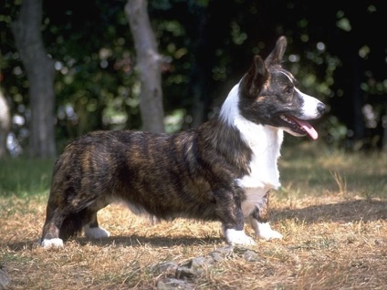 cardigan corgi Welsh (musca) Cardigan Welsh Corgi