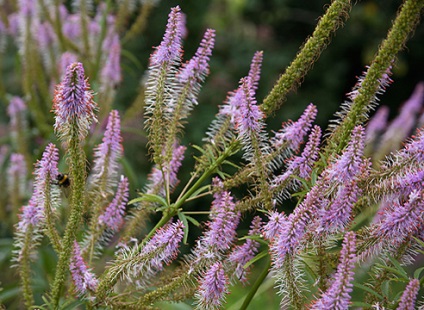 Veronica Descriere specie și fotografie la (floare ventrilica) Veronica Descriere specie și pe fotografie