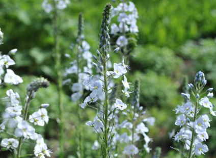 Veronica Descriere specii și imagini ale (enciclopedia plantelor) Veronica Descriere specie și pe fotografie