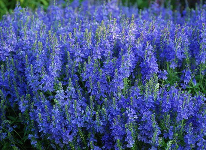 Veronica Descriere specie și fotografie la (veronicastrum) Veronica Descriere specie și pe fotografie