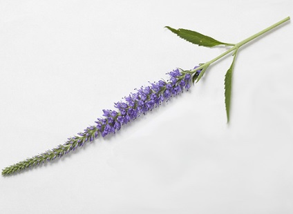 Veronica Descriere specie și fotografie la (Veronica spicata) Veronica Descriere specie și pe fotografie