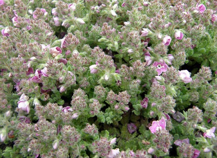 Veronica descrierea speciilor și fotografie la (diluție DRY apă) Veronica Descriere specie și pe fotografie