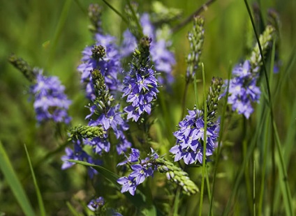 Veronica Descriere specie și fotografie la (Veronica spicata) Veronica Descriere specie și pe fotografie