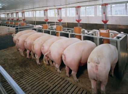 Profitabile ferma de afaceri mini-porc (porc plan de afaceri agricole ar trebui) mini-porc afaceri profitabile agricole