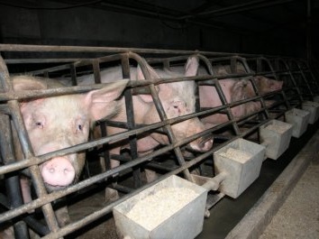 Profitabile ferma de afaceri mini-porc (profitabile) mini-porc afaceri profitabile agricole