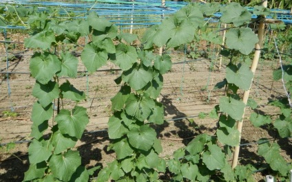 cultivarea Loofah de semințe și de îngrijire de plante din țară