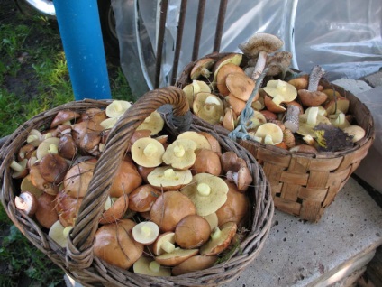 Cultivarea uleiului 1 (în creștere) Ulei Cultivarea 1