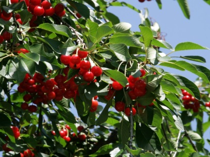 nisip Cireșe besseya sau - mai ales de aterizare și decolare (cireșe) Ciresele besseya sau nisip - plantarea în special și întreținere