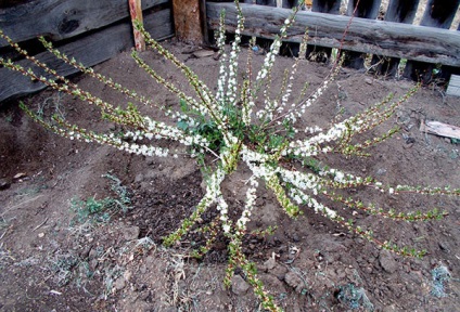 plantare Cherry besseya și de îngrijire, fără complicații mult (cireșe besseya îngrijire de plantare) plantare besseya Cherry și de îngrijire, fără complicații mult