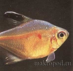 Hidropizie (ascita) la pești (hidrocefalie) Dropica (ascita) la pești