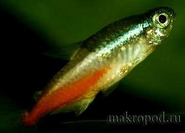 Hidropizie (ascita) la pești (ascită) Dropica (ascita) la pești