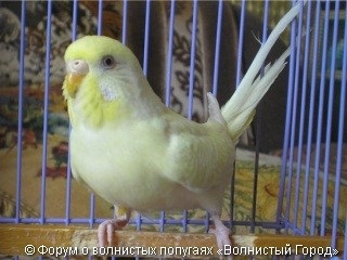 oraș vălurită „(galben-jupuite galben-se confruntă cu un singur factor) oraș vălurită