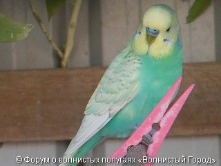 oraș vălurită „(galben-albastru cu care se confruntă unidimensională) oraș vălurită