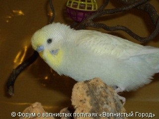 oraș vălurită „(galben-jupuite galben-albastru cu care se confruntă unidimensională) oraș vălurită