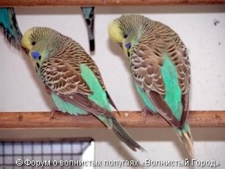 oraș vălurită „(galben-jupuite galben-albastru cu care se confruntă unidimensională) oraș vălurită