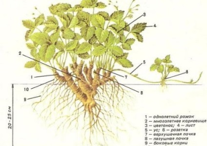 Toate căpșuni (căpșuni), grădinar (conac) (horticultor) Toate căpșunile (capsuna), grădinar (conac)