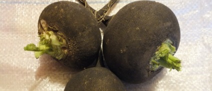 Toate tipurile de ridiche din fotografie - masline, negru, verde, ridichi, Margelan, alb dulce și sălbatic (ridichi) Toate tipurile de ridiche din fotografie - Măslinilor, negru, verde, ridichi, Margelan, dulce alb și sălbatice