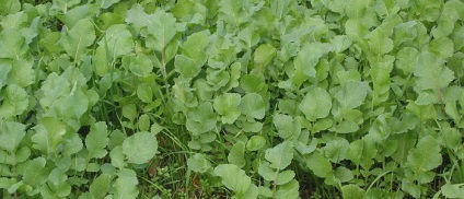 Toate tipurile de ridiche din fotografie - masline, negru, verde, ridichi, Margelan, alb dulce și sălbatice (negru) Toate tipurile de ridiche din fotografie - Măslinilor, negru, verde, ridichi, Margelan, dulce alb și sălbatice