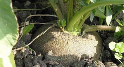Toate tipurile de ridiche din fotografie - masline, negru, verde, ridichi, Margelan, alb dulce și sălbatice (verde) Toate tipurile de ridiche din fotografie - Măslinilor, negru, verde, ridichi, Margelan, dulce alb și sălbatice