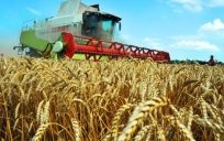 Uzhhorod a trecut hit-uri mirese (accesări) În Uzhgorod a fost o paradă de mirese