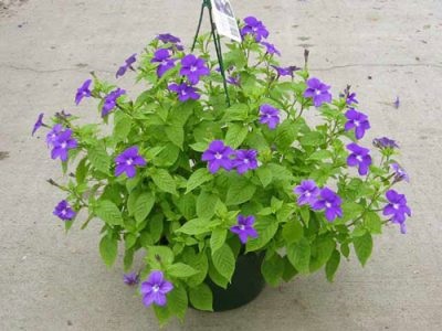 flori și plante otrăvitoare în grădina ta (grădină) flori și plante otrăvitoare în grădina dumneavoastră