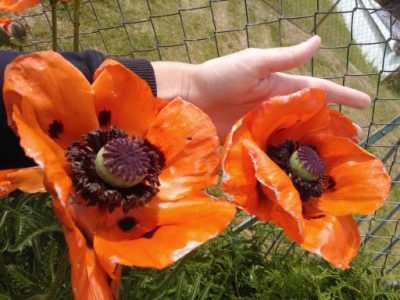 flori și plante otrăvitoare în grădina ta (grădină) flori și plante otrăvitoare în grădina dumneavoastră