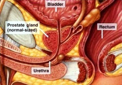 simptome de prostata si de tratament (simptome) simptome de prostata si de tratament