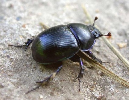 Scarabeul foto descriere Raport film Mascota sunete mesaj Info (Scarab) scarabeu foto Descrierea raportului sunete mesaj informații video mascota Beetle