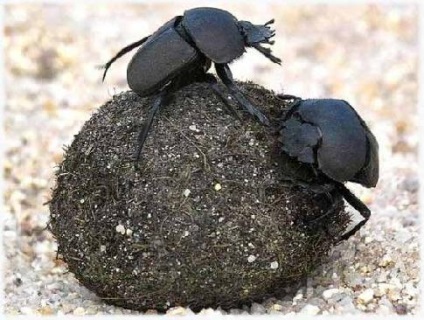 sunete scarabeul fotografie Descrierea raportului mesaj informații video mascota (gândacul scarabeu sacru) scarabeu foto Descrierea raportului sunete mesaj informații video mascota Beetle
