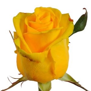 Valoarea de flori într-o nunta buchet de mireasa - semne, cred (buchet) Valoarea de flori în buchet de mireasa miresei - semne, să creadă