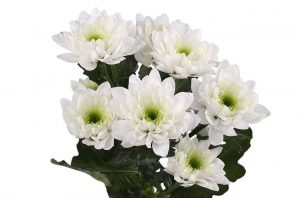Înțeles de culori într-un buchet de mireasa mireasa - semne, se crede (valoare) Valoarea de flori în buchet de mireasa miresei - semne, să creadă