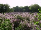 Celebrul sat Dikanka la Poltava (World City turism atracții ale recreere legende țară mituri) Celebrul sat Dikanka în apropiere Poltava