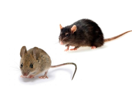 Zookumarin mijloace de control al - instrucțiuni de utilizare, în cazul în care pentru a cumpăra otrava, compoziția (agent) Zookumarin mijloace de control - instrucțiuni de utilizare, în cazul în care pentru a cumpăra otravă, compoziția