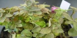 30 moduri de a combate acarieni de pe houseplants, conac exemplar (camera) 30 moduri de a combate acarieni de pe houseplants, conac exemplar