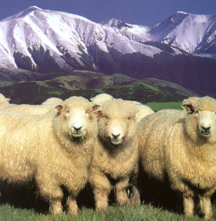Altai rasa de oi - agroxxi (contra Altai rasa de oi) Altai rasa de oi - agroxxi
