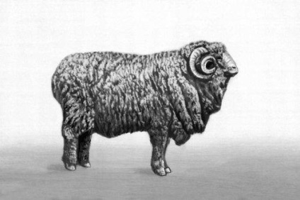 Altai rasa de oi - agroxxi (ovine) Altai rasa de oi - agroxxi
