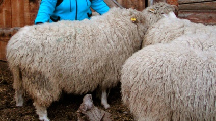Altaiskaya rasa oi, oi altaic (rocă) Altai rasa de oi, oi Altay