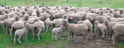 Altaiskaya rasa oi, oi altaic (altaic) Altai rasa de oi, oi Altay