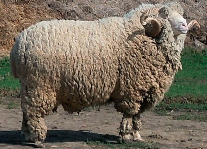 Altaiskaya rasa oi altaic oi (altaic ovine) Altai rasa de oi, oi Altay