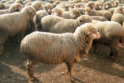 Altaiskaya rasa oi altaic oi (altaic ovine) Altai rasa de oi, oi Altay